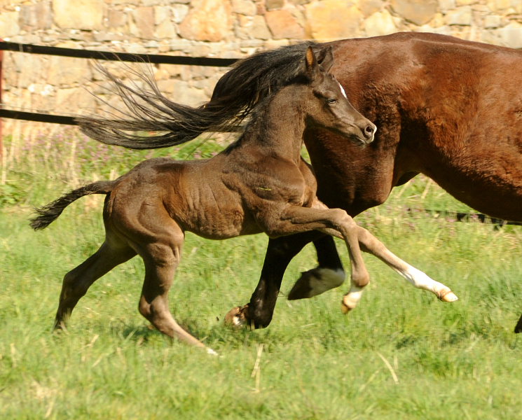 Trakehner Hengst v. Saint Cyr x Touch my Heart - Gestt Hmelschenburg - Beate Langels