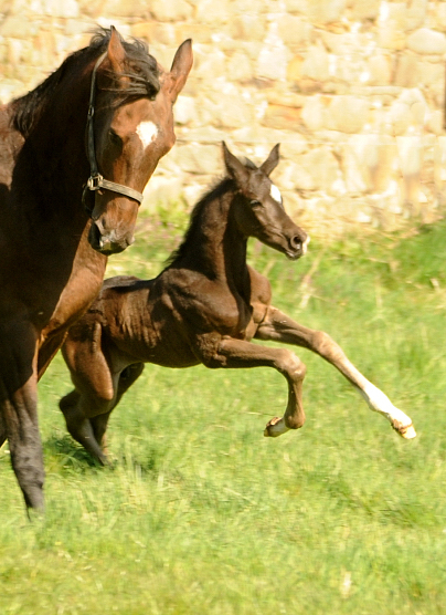 Trakehner  Hengst v. Saint Cyr x Touch my Heart - Gestt Hmelschenburg - Beate Langels