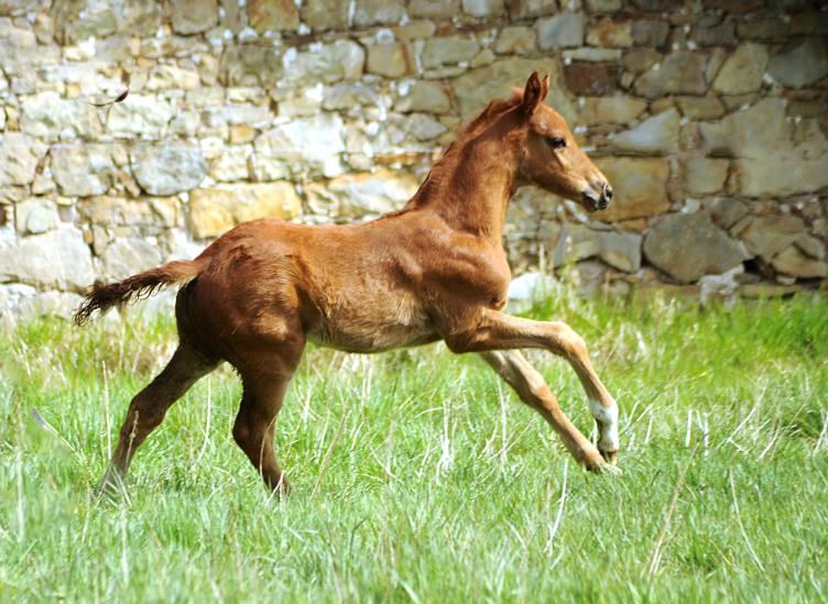 Trakehner Hengst v. Zauberdeyk u.d. Pr.u.StPrSt. Tacyra v. Saint Cyr - Gestt Hmelschenburg - Beate Langels