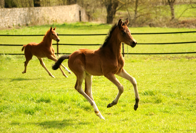 April 2022 - Trakehner Gestt Hmelschenburg  - Foto: Beate Langels