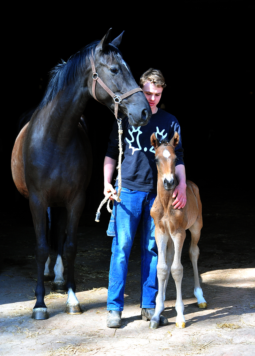Trakehner Colt by Shavalou out of Pr.A. Guccia by Zauberkeyk - High Motion - Alter Fritz  - Gestt Hmelschenburg - Beate Langels