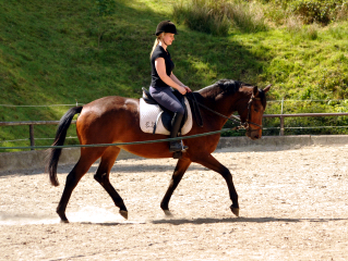 Klassic Touch v. Oliver Twist u.d. Klassic v. Freudenfest - Gestt Hmelschenburg am 11. Mai 2016