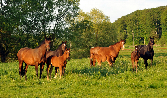 Gestüt Hämelschenburg am 11. Mai 2016