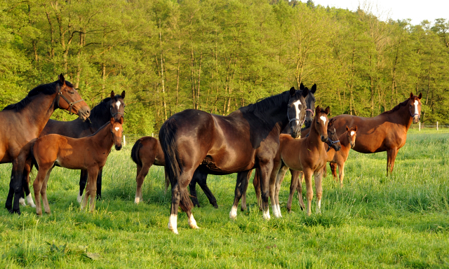 Gestüt Hämelschenburg am 11. Mai 2016