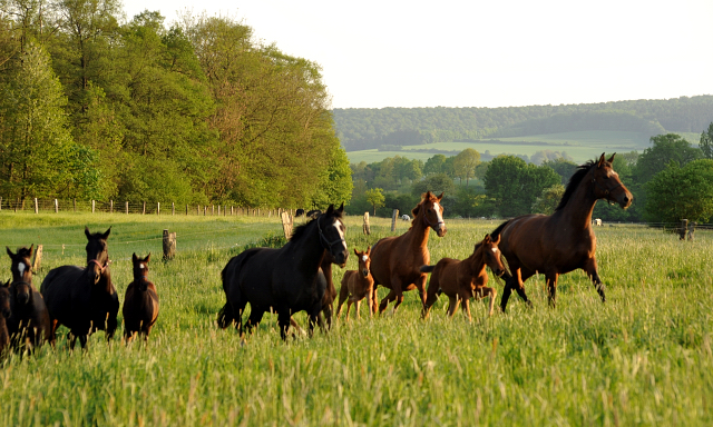 Gestüt Hämelschenburg am 11. Mai 2016