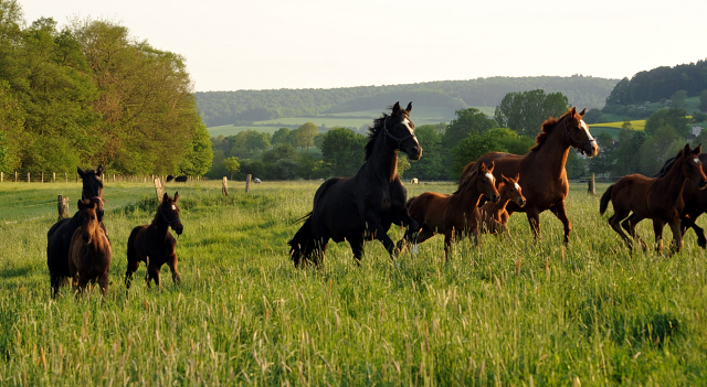 Gestüt Hämelschenburg am 11. Mai 2016