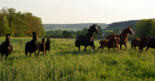 Gestüt Hämelschenburg am 11. Mai 2016