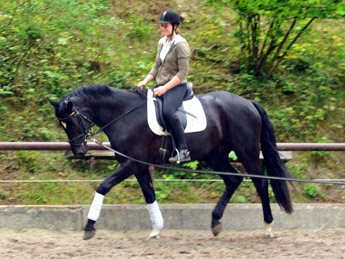 Ehramo (3jhrig) von Alter Fritz x Kostolany im August 2011 - Foto: Beate Langels - Trakehner Gestt Hmelschenburg