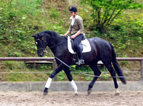 Ehramo (3jhrig) von Alter Fritz x Kostolany im August 2011 - Foto: Beate Langels - Trakehner Gestt Hmelschenburg