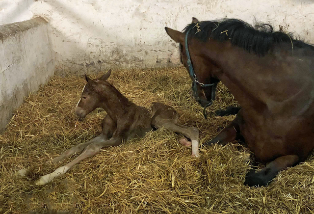 Chesnut Colt by Zauberdeyk out of Giulietta by Saint Cyr - Red Patrick xx