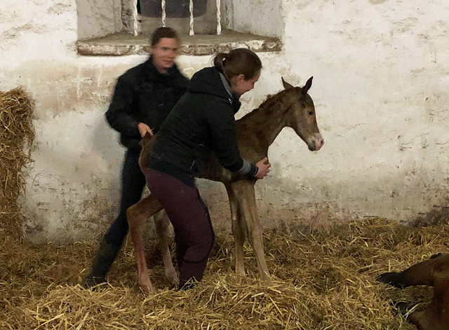 Chesnut Colt by Zauberdeyk out of Giulietta by Saint Cyr - Red Patrick xx