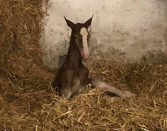 Chesnut Colt by Zauberdeyk out of Giulietta by Saint Cyr - Red Patrick xx