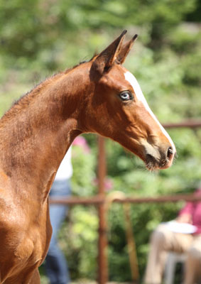 Klassic Blue - Trakehner Stutfohlen von Singolo u.d. Prmienstute Klassic v. Freudenfest - Foto: Beate Langels - Trakehner Gestt Hmelschenburg
