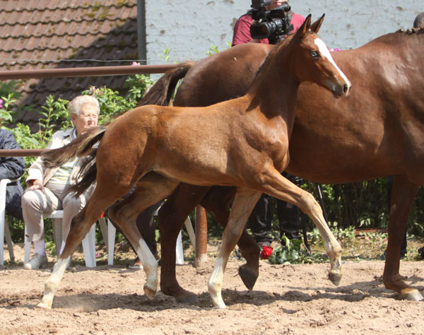 Klassic Blue - Trakehner Stutfohlen von Singolo u.d. Prmienstute Klassic v. Freudenfest - Foto: Beate Langels - Trakehner Gestt Hmelschenburg