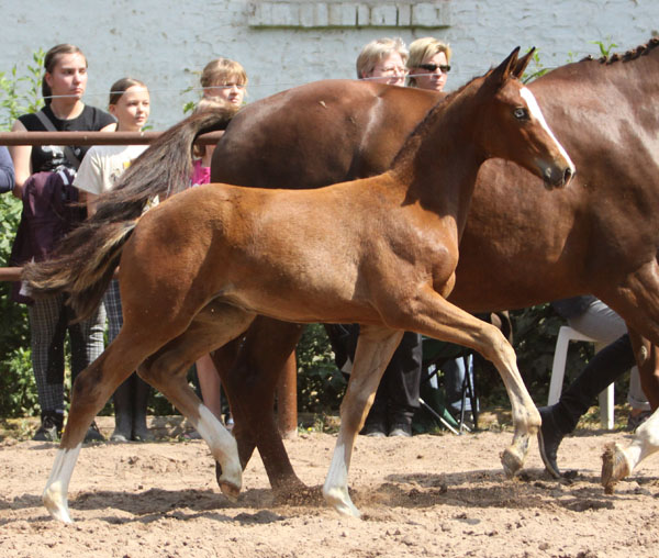 Klassic Blue - Trakehner Stutfohlen von Singolo u.d. Prmienstute Klassic v. Freudenfest - Foto: Beate Langels - Trakehner Gestt Hmelschenburg