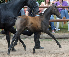 Trakehner Filly by  Al Ashar ox out of Witney by Tuareg - Xaver, Foto: Beate Langels, Hmelschenburg