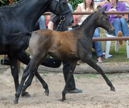 Stutfohlen von Al Ashar ox u.d. Witney v. Tuareg - Xaver, Foto: Beate Langels, Hmelschenburg