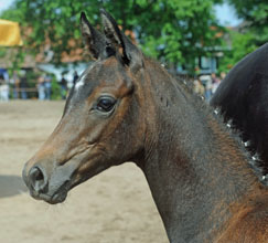 Stutfohlen von Al Ashar ox u.d. Witney v. Tuareg - Xaver, Foto: Beate Langels, Hmelschenburg