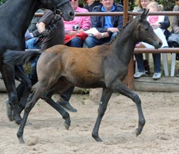 Filly by Al Ashar ox out of Witney by Tuareg - Xaver, Foto: Beate Langels, Hmelschenburg