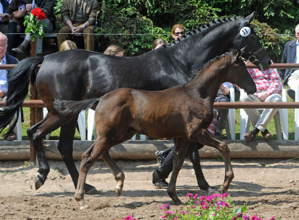 Trakehner Hengst v. Showmaster x Mnchhausen