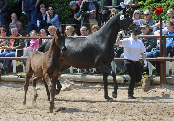 Trakehner Hengst v. Showmaster x Mnchhausen