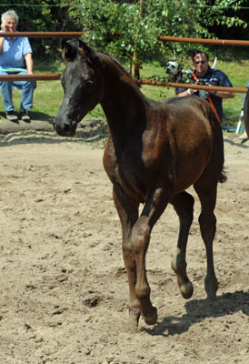Trakehner Hengst v. Showmaster x Mnchhausen