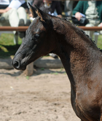 Trakehner Hengst v. Showmaster x Mnchhausen