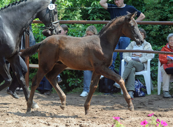Trakehner Hengst v. Showmaster x Mnchhausen