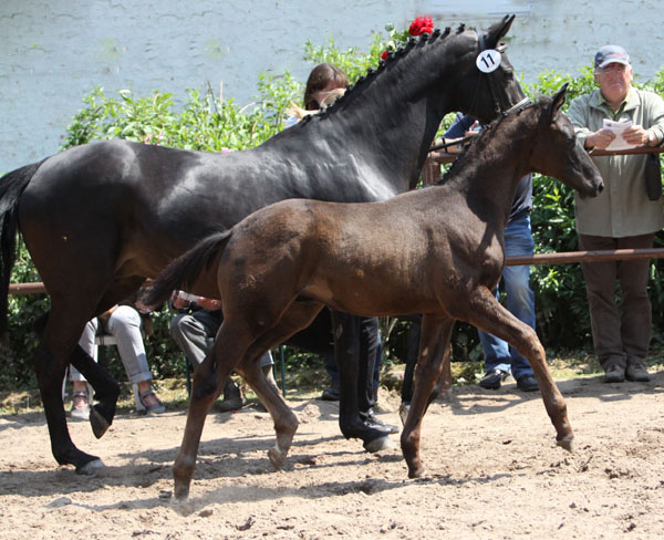 Trakehner Hengst v. Showmaster x Mnchhausen