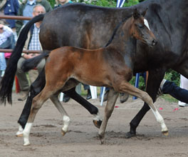 Stutfohlen von Totilas u.d. Trakehner Pr.St. Schwalbenfeder v. Summertime, Gestt Hmelschenburg - Beate Langels