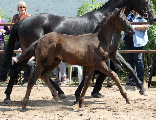 Trakehner Hengst v. Showmaster x Mnchhausen