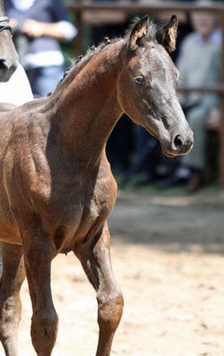 Trakehner Hengst v. Showmaster x Mnchhausen