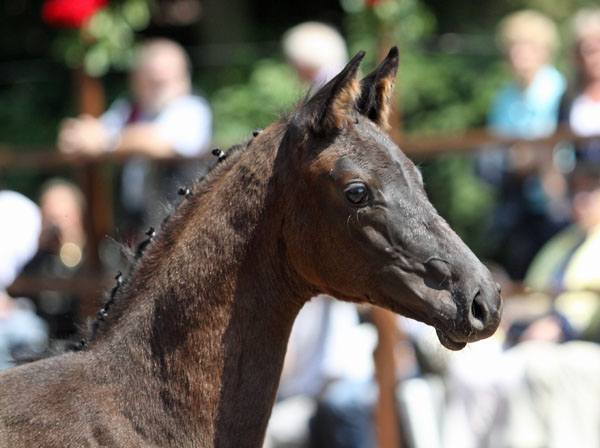 Trakehner Hengst v. Showmaster x Mnchhausen