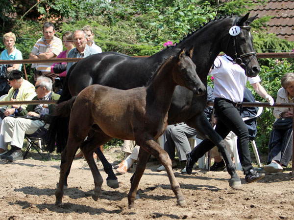 Trakehner Hengst v. Showmaster x Mnchhausen