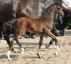 Stutfohlen von Totilas u.d. Trakehner Pr.St. Schwalbenfeder v. Summertime, Gestt Hmelschenburg - Beate Langels