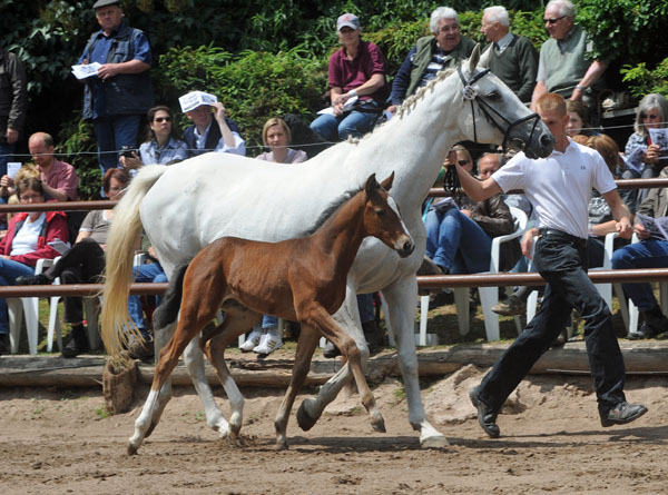 Trakehner Stutfohlen von Exclusiv u.d. Legende v. Primo u.d. Lagune v. Grimsel, Zchter: Wolfgang Kohl