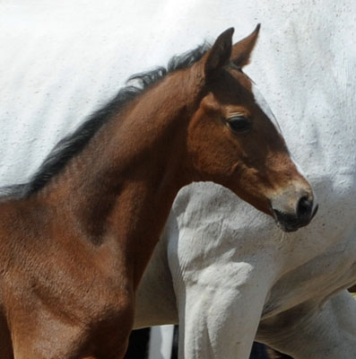 Trakehner Stutfohlen von Exclusiv u.d. Legende v. Primo u.d. Lagune v. Grimsel, Zchter: Wolfgang Kohl