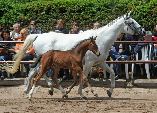 Trakehner Stutfohlen von Exclusiv u.d. Legende v. Primo u.d. Lagune v. Grimsel, Zchter: Wolfgang Kohl