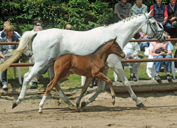 Trakehner Stutfohlen von Exclusiv u.d. Legende v. Primo u.d. Lagune v. Grimsel, Zchter: Wolfgang Kohl