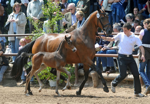 Trakehner Hengstfohlen von Saint Cyr u.d. Pr.u.StPrSt. Kosma Shiva v. Herzruf, Zchter: Bernd Berge