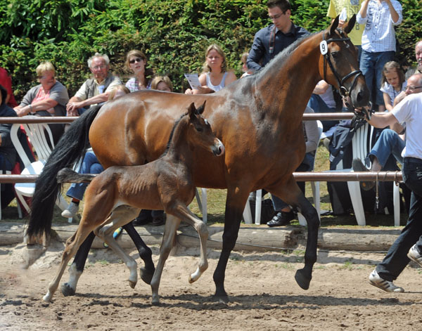 Trakehner Hengstfohlen von Saint Cyr u.d. Pr.u.StPrSt. Kosma Shiva v. Herzruf, Zchter: Bernd Berge