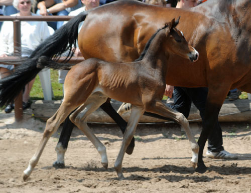 Trakehner Hengstfohlen von Saint Cyr u.d. Pr.u.StPrSt. Kosma Shiva v. Herzruf, Zchter: Bernd Berge