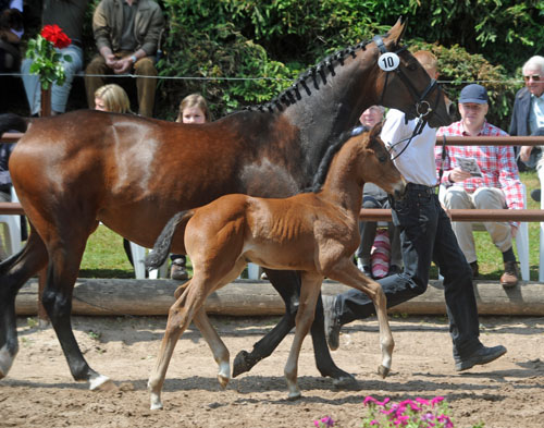 Westflisches Stutfohlen von Saint Cyr u.d. Frstenrose v. Frst Piccolo - Foto Beate Langels, Trakehner Gestt Hmelschenburg