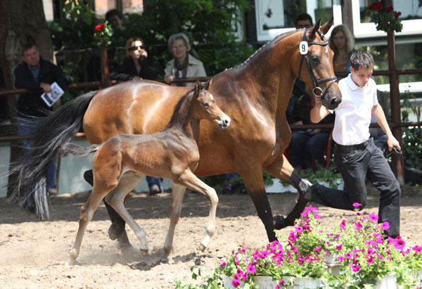 Trakehner Hengstfohlen von Saint Cyr u.d. Pr.u.StPrSt. Kosma Shiva v. Herzruf, Zchter: Bernd Berge - Foto: Ulrike Sahm