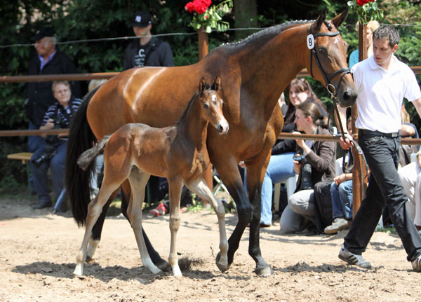 Trakehner Hengstfohlen von Saint Cyr u.d. Pr.u.StPrSt. Kosma Shiva v. Herzruf, Zchter: Bernd Berge - Foto: Ulrike Sahm