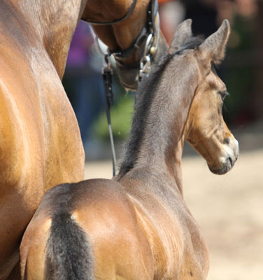 Trakehner Hengstfohlen von Saint Cyr u.d. Pr.u.StPrSt. Kosma Shiva v. Herzruf, Zchter: Bernd Berge - Foto: Ulrike Sahm