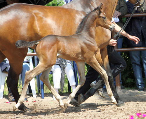 Trakehner Hengstfohlen von Saint Cyr u.d. Pr.u.StPrSt. Kosma Shiva v. Herzruf, Zchter: Bernd Berge - Foto: Ulrike Sahm