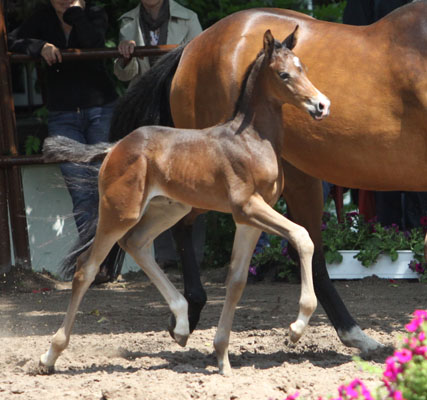 Trakehner Hengstfohlen von Saint Cyr u.d. Pr.u.StPrSt. Kosma Shiva v. Herzruf, Zchter: Bernd Berge - Foto: Ulrike Sahm