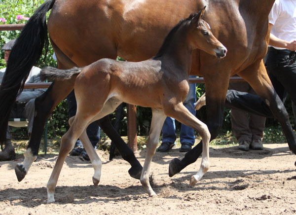 Trakehner Hengstfohlen von Saint Cyr u.d. Pr.u.StPrSt. Kosma Shiva v. Herzruf, Zchter: Bernd Berge - Foto: Ulrike Sahm