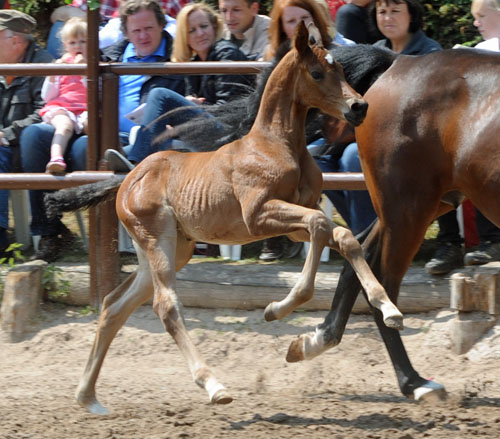 Westflisches Stutfohlen von Saint Cyr u.d. Frstenrose v. Frst Piccolo - Foto Beate Langels, Trakehner Gestt Hmelschenburg